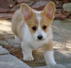 Jsme jedin schvlen welsh corgi Pembroke chovatel.