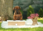 Rhodesian ridgeback s pp