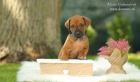 Rhodesian ridgeback s pp