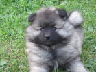 Nmeck pic vl / Keeshond