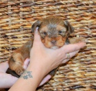 Jork��rsk� terrier - �t���tka s PP