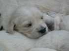 Golden retriever s PP - tata /zlat retrvr/