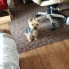 Hled� se jork��rsk� nev�sta