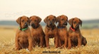 Rhodesian ridgeback s pp