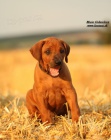 Rhodesian ridgeback s pp