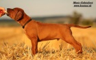 Rhodesian ridgeback s pp