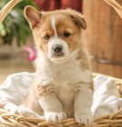 Mme tata pembroke pro adopci