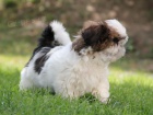 Shih-tzu, i-tzu pejsek s PP