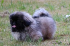 Pekingsk palcov psk / Pekinz