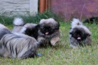 Pekingsk palcov psk / Pekinz