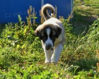 Anatolsk� Pasteveck� Pes prod�m 