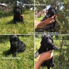 Flat coated retriever s PP