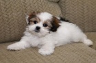 tata Shih Tzu