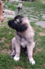 Anatolsk pasteveck pes - kangal