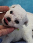 Bionek - Bichon Fris