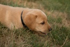 Labradorsk retriever s PP