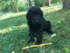 Flat coated retriever s PP