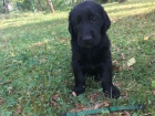 Flat coated retriever s PP