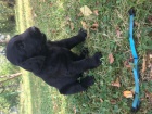 Flat coated retriever s PP