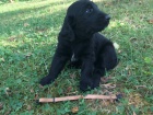 Flat coated retriever s PP