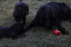 tn - Flat Coated Retriever