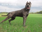 Americk bandog