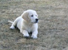 Golden retriever s PP - tata /zlat retrvr/