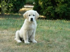 Golden retriever s PP - tata /zlat retrvr/