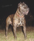 Americk Bandog
