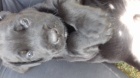 Americk Bandog