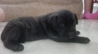 Americk Bandog