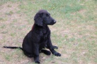 tn - Flat Coated Retriever