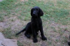 tn - Flat Coated Retriever