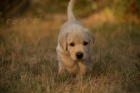 Labradorsk retriever s PP