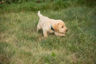 Labradorsk retriever s PP