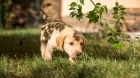 Labradorsk retriever s PP