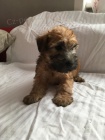 Irish Soft Coated Wheaten Terrier