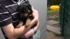 Rottweiler tata s PP.