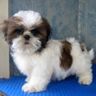 Shih Tzu tata s PP.