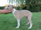 ttka whippet / vipet