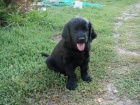 Flat coated retriever s PP