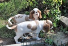 King charles spaniel s pp