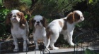 King charles spaniel s pp