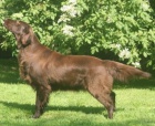 Flat coated retriever