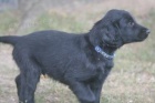 Flat coated retriever