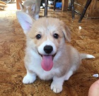 ttka Welsh Corgi Pembroke