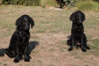 Flat Coated Retriever - tn