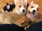 istokrevnch a zdravch tat Pembroke Welsh Corgi