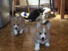 tata velsk Corgi Pembroke. 2 chlapci a 1 dvku