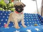 MOPS s PP.